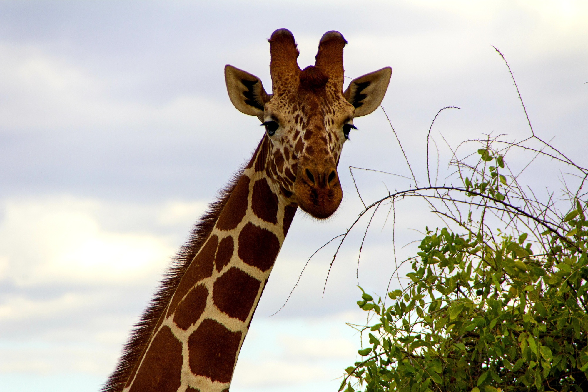 Giraffe in Kenya, africa, african, alert, animal, conservation