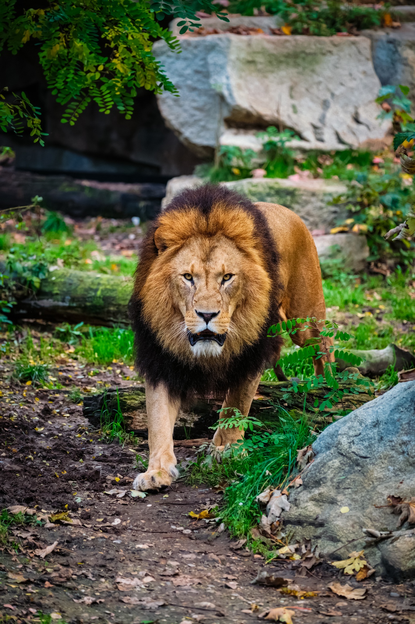 Lion in jungle forest in nature